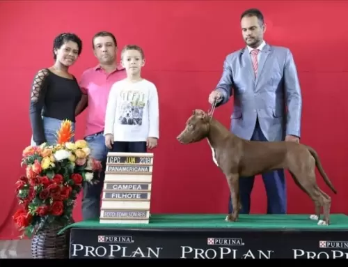 AMERICAN PIT BULL TERRIER