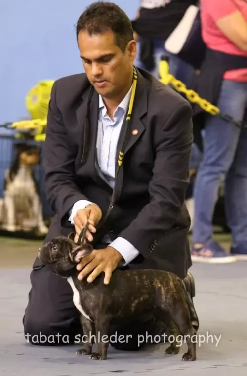 BULDOGUE FRANCÊS