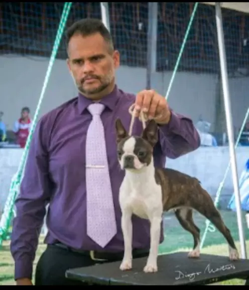  BOSTON TERRIER