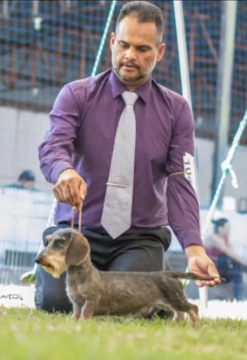 Daschund