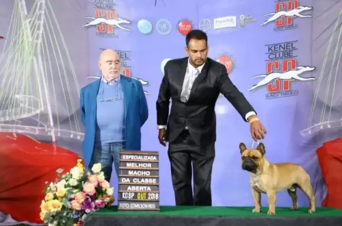 BULDOGUE FRANCÊS