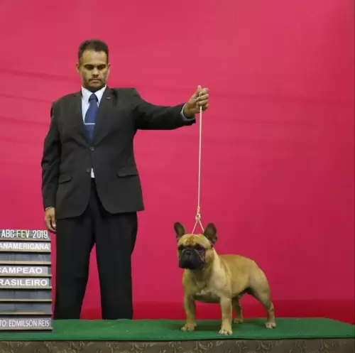 BULDOGUE FRANCÊS