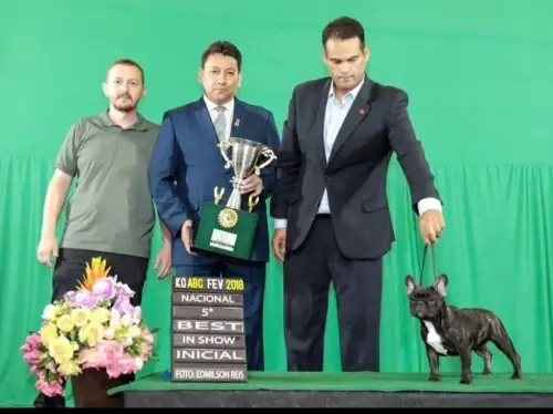 BULDOGUE FRANCÊS