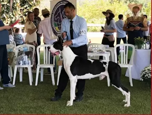 DOGUE ALEMÃO