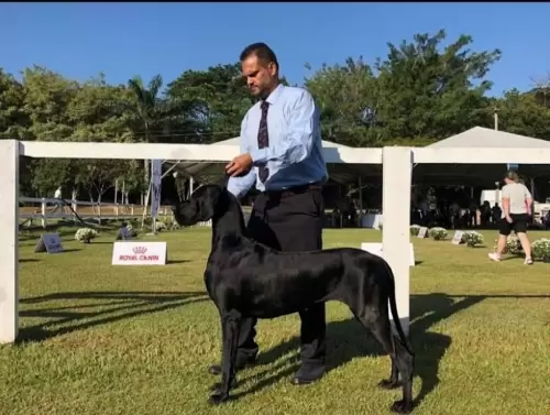 DOGUE ALEMÃO