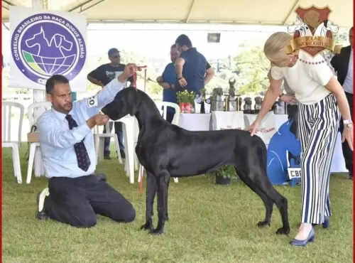 DOGUE ALEMÃO