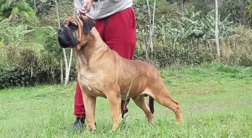 BULLMASTIFF