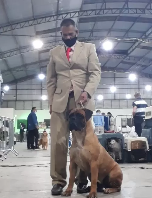 BULLMASTIFF
