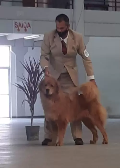 MASTIFF TIBETANO