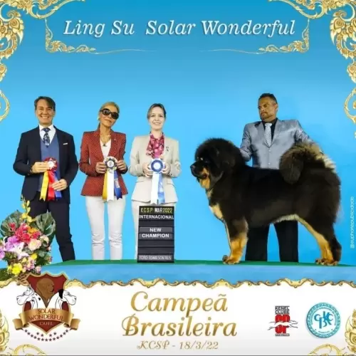 MASTIFF TIBETANO