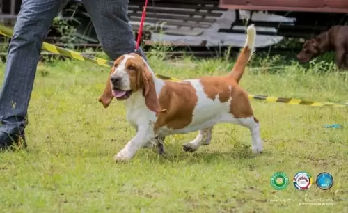 BASSET HOUND
