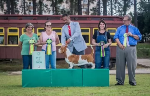 BASSET HOUND