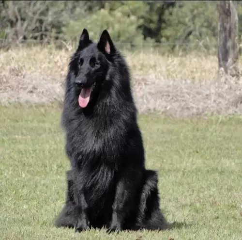 WOLF