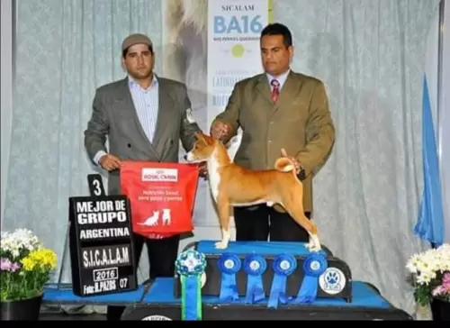 Basenji ITPUCA