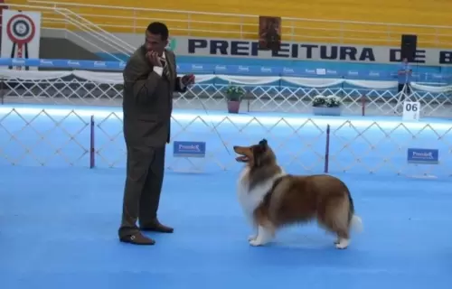 COLLIE DE PELO LONGO