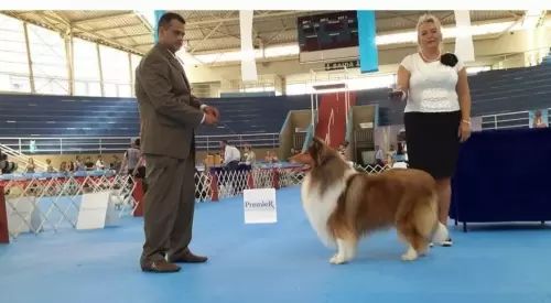 COLLIE DE PELO LONGO
