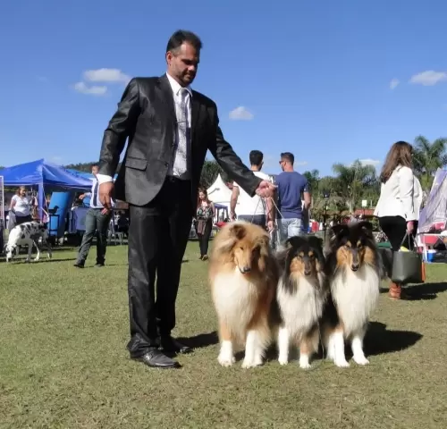 COLLIE DE PELO LONGO