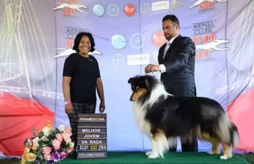 COLLIE DE PELO LONGO