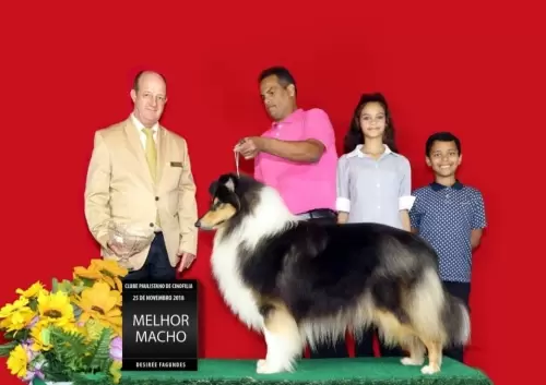 COLLIE DE PELO LONGO