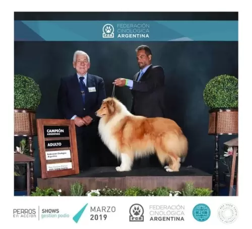 COLLIE DE PELO LONGO