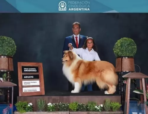 COLLIE DE PELO LONGO