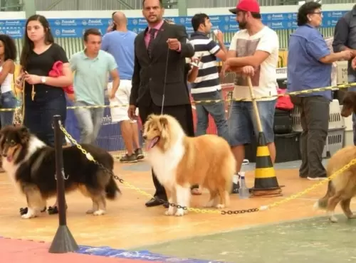 COLLIE DE PELO LONGO