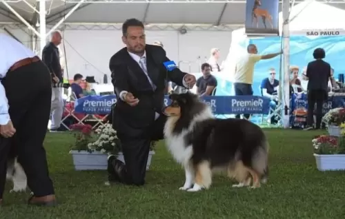 COLLIE DE PELO LONGO