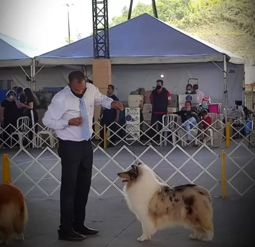COLLIE DE PELO LONGO