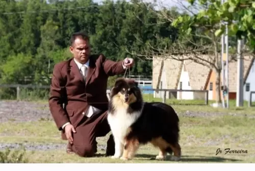 COLLIE DE PELO LONGO