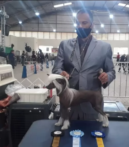 CÃO DE CRISTA CHINES