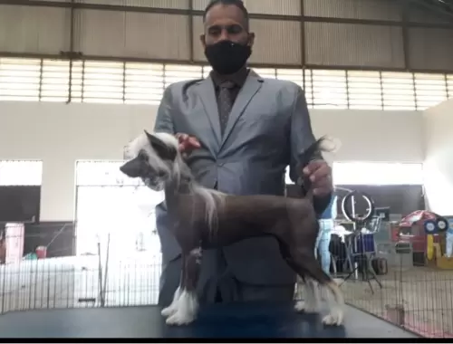 CÃO DE CRISTA CHINES
