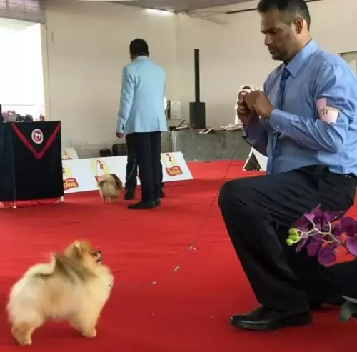   SPITZ ALEMÃO ANÃO ou LULU DA POMERANIA