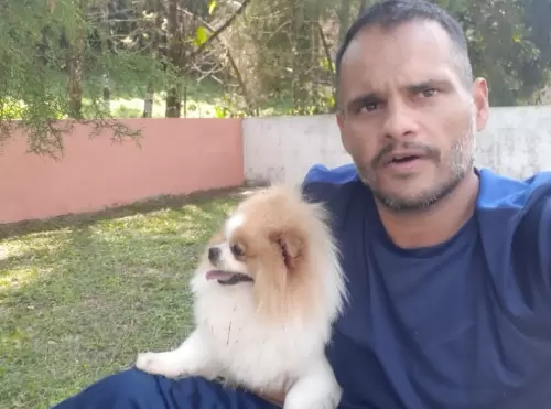   SPITZ ALEMÃO ANÃO ou LULU DA POMERANIA