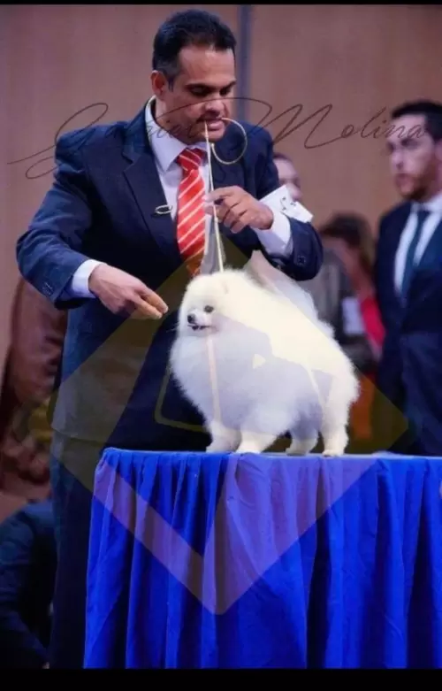 SPITZ ALEMÃO BRANCO