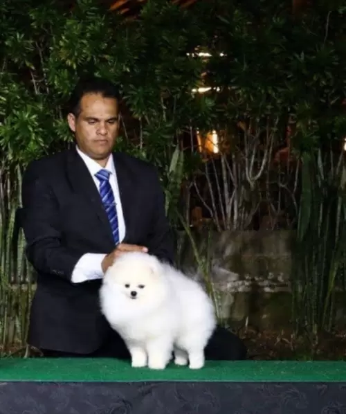 SPITZ ALEMÃO BRANCO