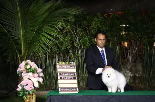 SPITZ ALEMÃO BRANCO