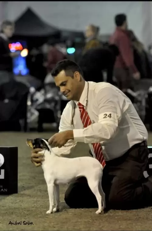 BISS - 1° ESPECIALIZADA( CHILE ) DE TERRIER CHILENO AMERICANS& CARIBE 15