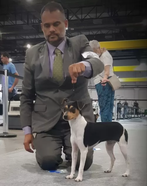 CAMPEÃ MUNDIAL FILHOTE  BR 22 & BISS INICIAL   ESPECIALIZADA KCSP. criação CANIL LORD MANSKE