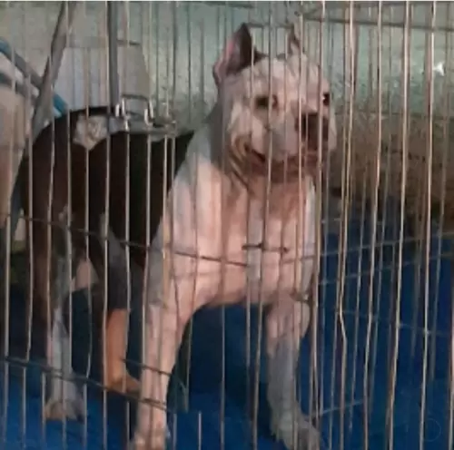 NOSSOS AMERICANS BULLYS