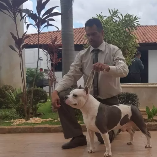 NOSSOS AMERICANS BULLYS
