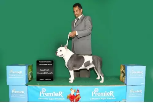 NOSSOS AMERICANS BULLYS