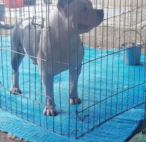 NOSSOS AMERICANS BULLYS