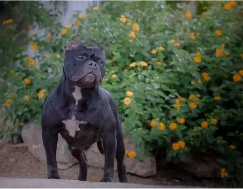 NOSSOS AMERICANS BULLYS