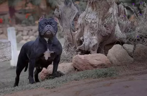 NOSSOS AMERICANS BULLYS