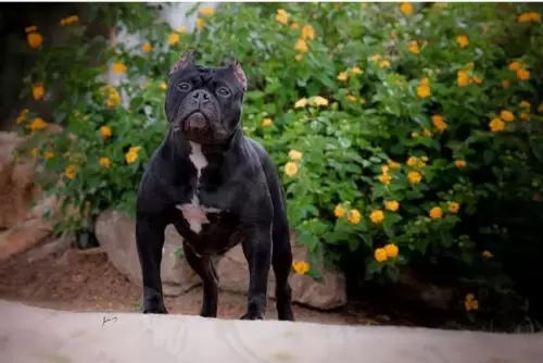 NOSSOS AMERICANS BULLYS