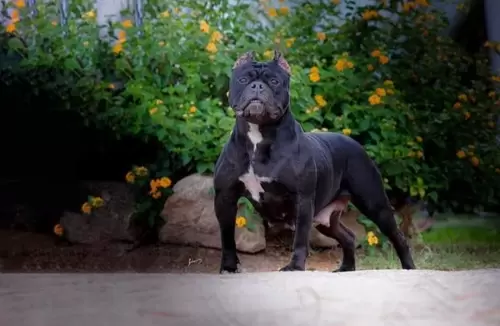 NOSSOS AMERICANS BULLYS