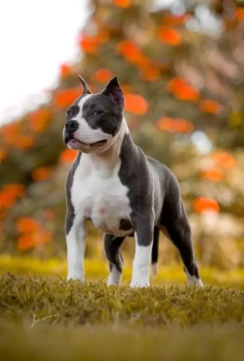 NOSSOS AMERICANS BULLYS