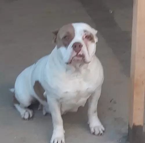 NOSSOS AMERICANS BULLYS