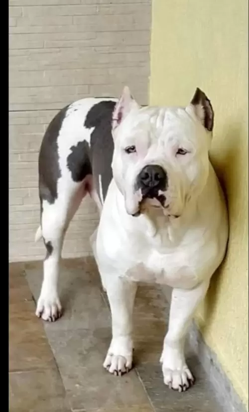 NOSSOS AMERICANS BULLYS