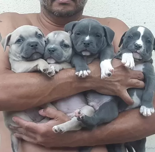 NOSSOS AMERICANS BULLYS